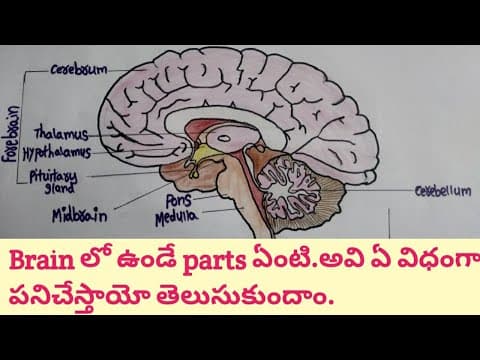 How Human Brain Works || Human Brain Structure and Function || Parts Of Human brain