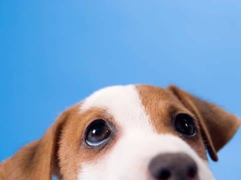 5 Awesome Dog Facts -- Thought Glass #4