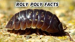 Roly Poly Facts| the BUG that ROLLS UP into a BALL