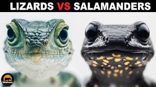 What Is The Difference Between Lizards And Salamanders