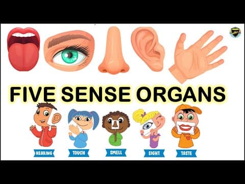 Five Sense Organs - 5 Senses - Sense Organs for Kids