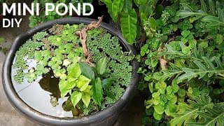 Simple DIY mini pond anyone can build