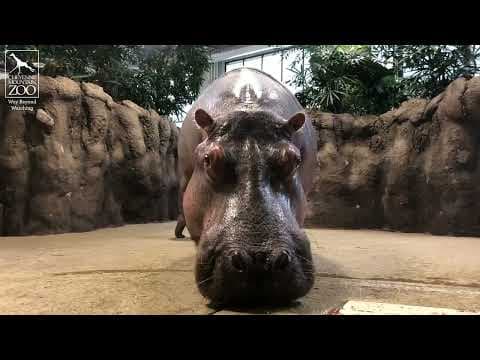 Omo, a 9-month-old hippo calf at Cheyenne Mountain Zoo
