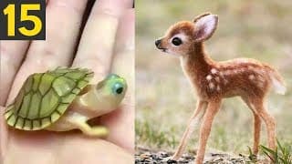 Top Most CUTE Baby Animals