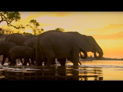Elephant Overpopulation? | The Long Walk Home | BBC Earth