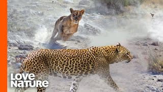 Predator In Peril | Lion vs Leopard | Predator Perspective | Love Nature