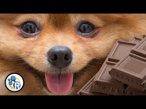 Why Is Chocolate Deadly for Dogs