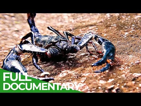 The great desert race-race of life-episode 3-owner free documentary nature