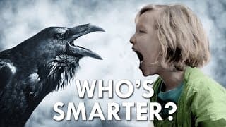 Is a Crow Smarter Than a Fifth Grader