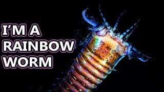 Bobbit Worm facts | we're calling them sand strikers, find out why