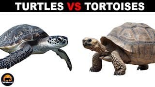 What Is The Difference Between Turtles And Tortoises
