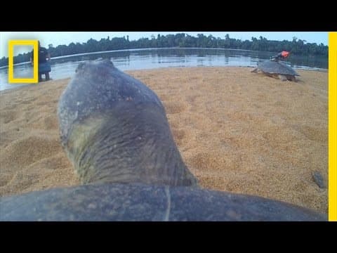 POV: Ride on the Back of a Giant River Turtle | National Geographic - YouTube