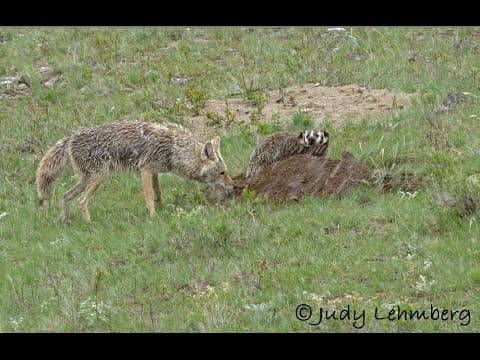 Rare - A Badger and a Coyote Hunting Together - YouTube