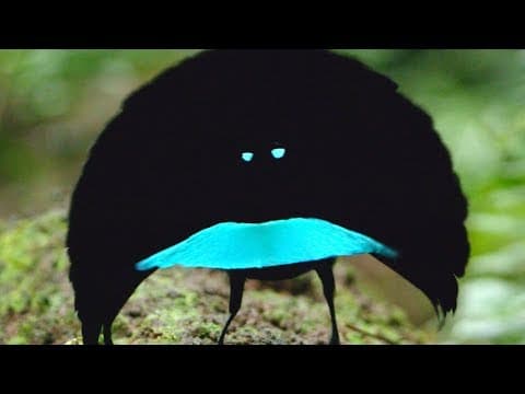 A new species? The Vogelkop Superb Bird-of-Paradise - YouTube