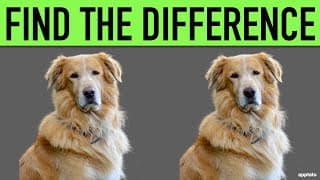 Find the Difference | Spot the One Odd Difference in the Animal Pictures
