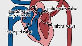 The Cardiovascular System by Peter Weatherall