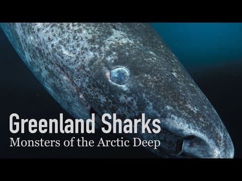 The 500-Year-Old Shark | Greenland Sharks
