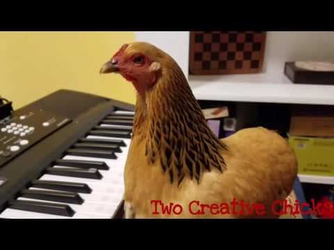 Patriotic chicken playing america the beautiful on keyboard piano