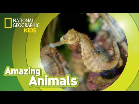 Seahorse - amazing animals