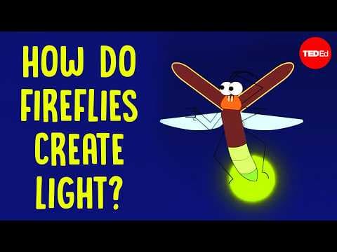 How do fireflies create light? - Emily A. Geest - YouTube
