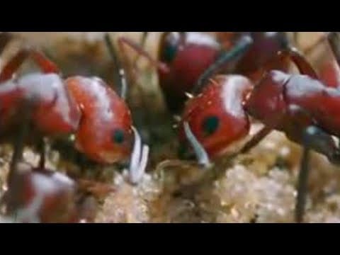 African Beetles Beat the Heat in the Sahara desert