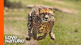 Young Cheetah Brothers Stalking Antelope | Predator Perspective