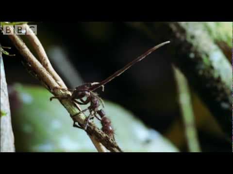 Cordyceps attack of the killer fungi - Planet Earth Attenborough