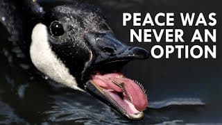 Geese | Peace Was Never an Option