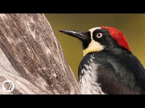 You'd Never Guess What an Acorn Woodpecker Eats
