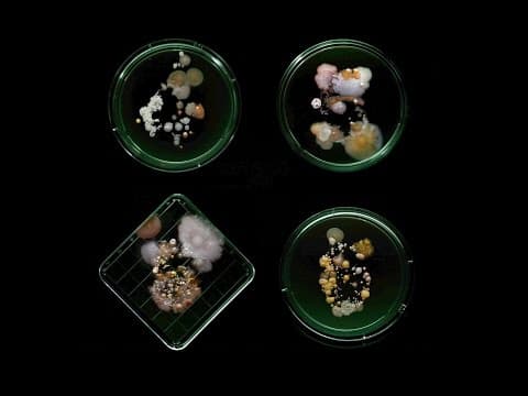 Subvisual Subway: The Art of New York City's Bacterial World - YouTube