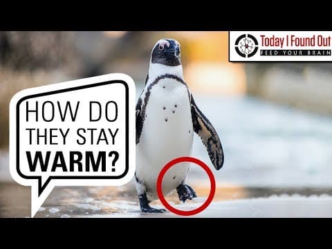 Why Penguins' Feet Don't Freeze