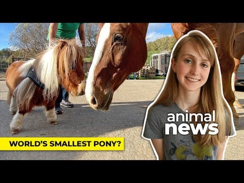 Tiny pony from Germany may be world’s smallest | CBC Kids News