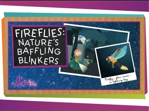 Fireflies: Nature's Baffling Blinkers | Animal Science for Kids - YouTube