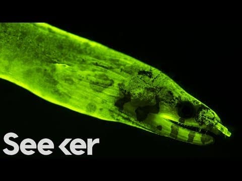 Decoding the Secret Signals of Glow-in-the-Dark Sea Creatures