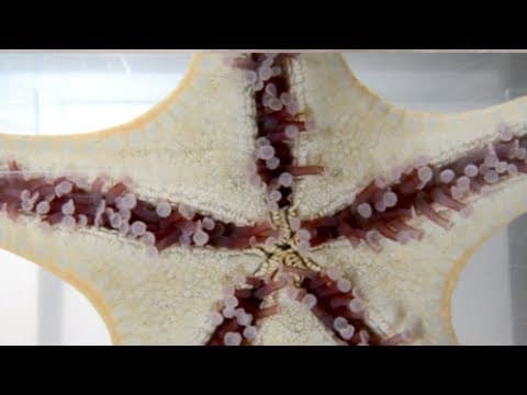 Snippet- Sea stars can coordinate their feet to bounce