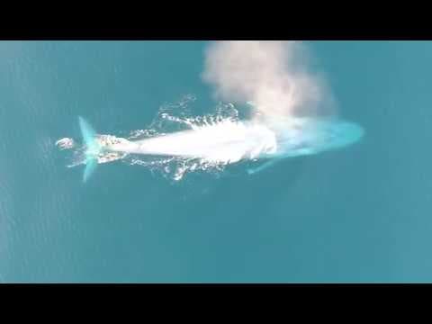 A blue whale lunges for krill
