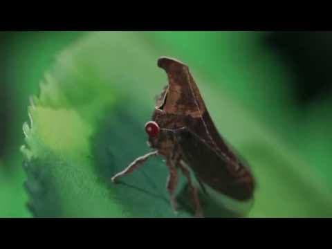 Invisible Nature- Code of the Treehopper - bioGraphic