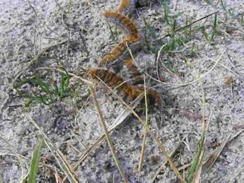 Chenilles processionnaires du pin Thaumetopoea pityocampa