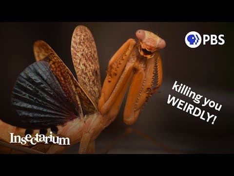 How do they know what colors dogs can see