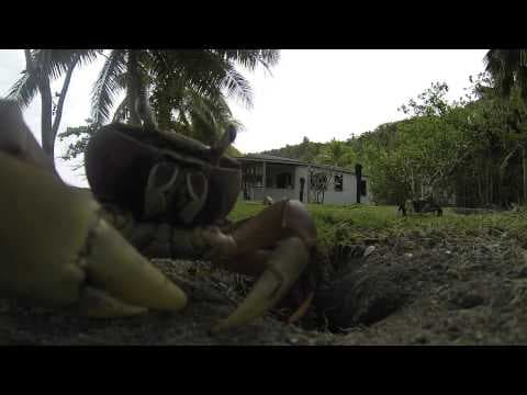 Crab Steals GoPro - YouTube