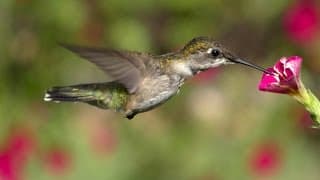 Lens of Time|How Hummingbirds Hover