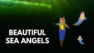 Glowing Angles of the Sea