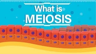 What is Meiosis| Animated Explanation