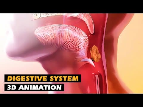 How the Digestive System Works | 3D Animation