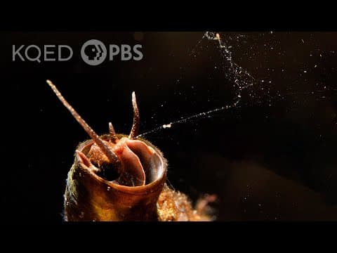 This Snail Goes Fishing With a Net Made of Slime | Deep Look - YouTube