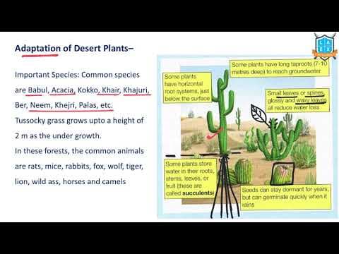 What is the Adaptation mechanism of Desert Plants? || Adaptation అంటే ఏమిటి?