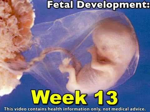 Fetal Development Week 13 (Pregnancy Health Guru)