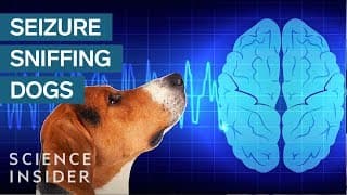 How Dogs Sniff Out Seizures