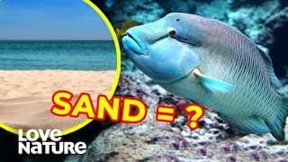 Parrotfish Build Beaches with Their WHAT