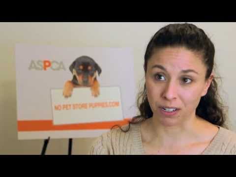 What is a Puppy Mill?